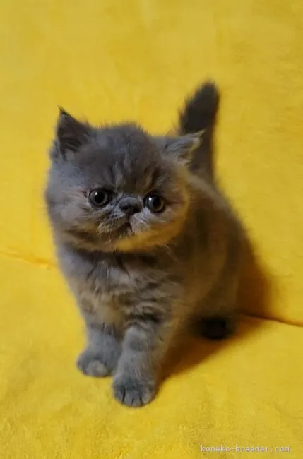 ID：2205-02544の子猫