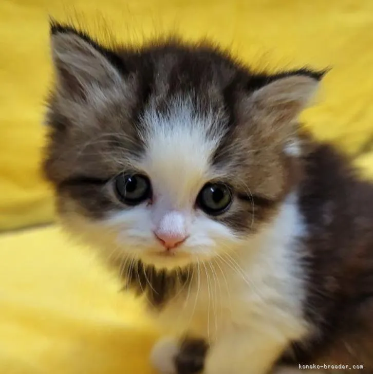 ID:2209-01069の子猫