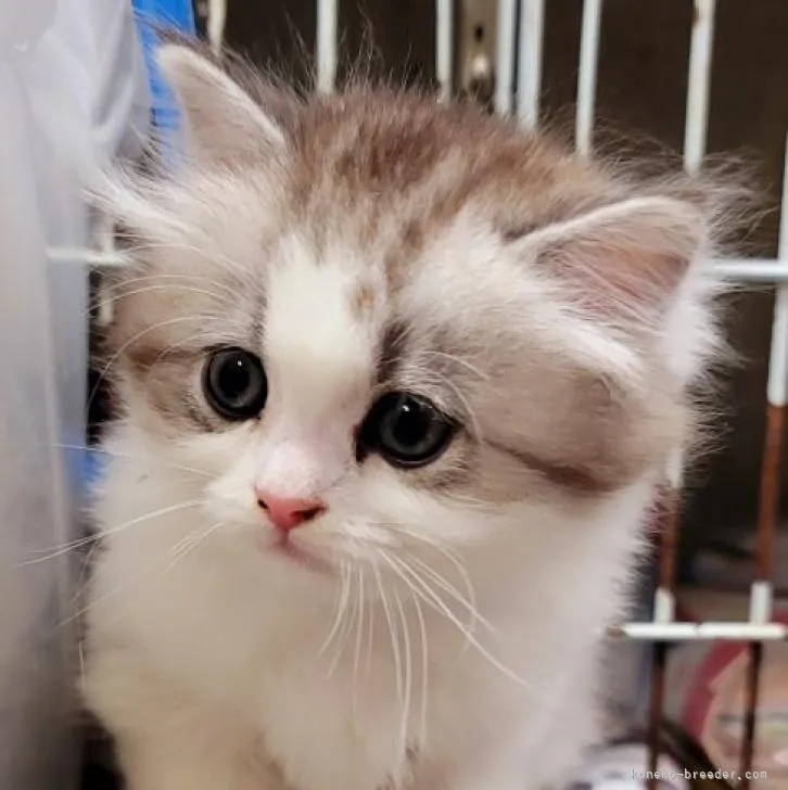 ID:2302-00610の子猫
