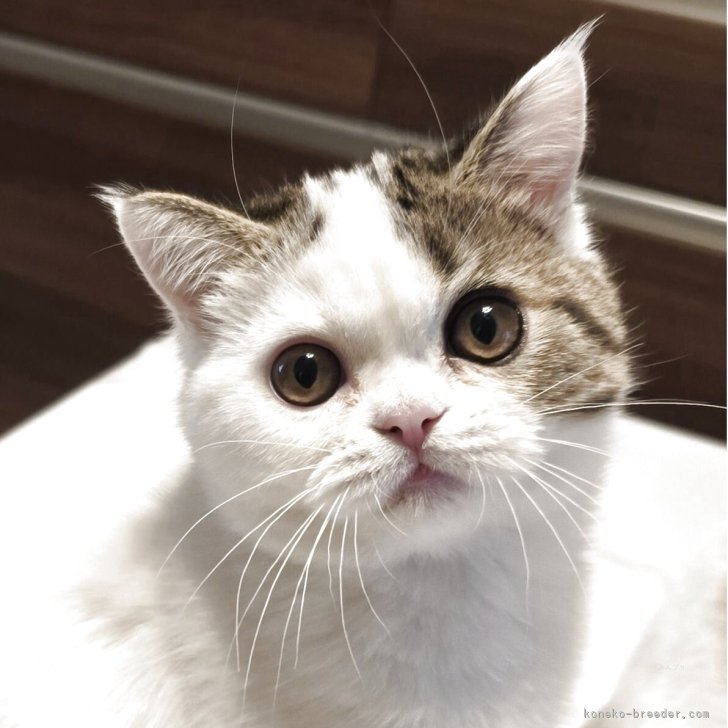 ブリーダー画像