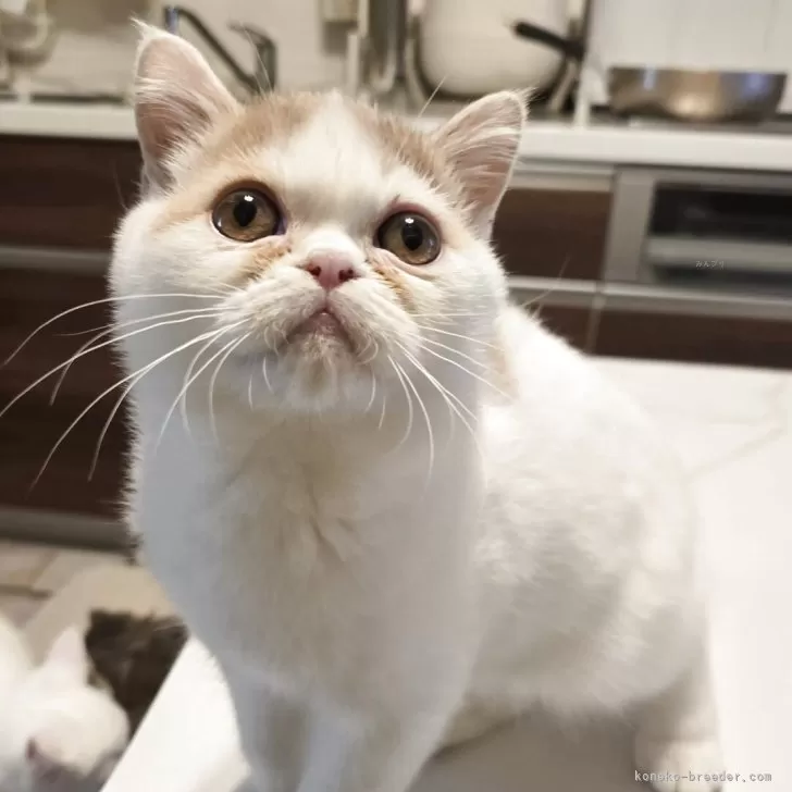 ミヌエット(長足)【和歌山県・男の子・2025年8月3日・レッド&amp;ホワイト】の写真1