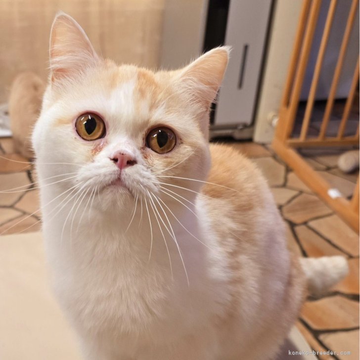 ブリーダー画像