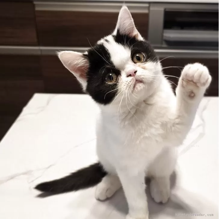 ミヌエット(長足)【和歌山県・女の子・2025年8月3日・ブラック&amp;ホワイト】の写真1