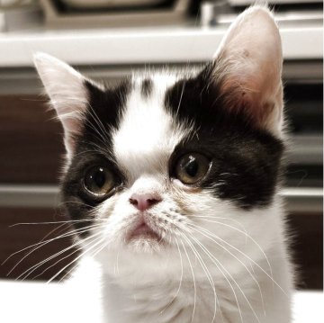 ミヌエット(長足)【和歌山県・女の子・2025年8月3日・ブラック&ホワイト(ショート)】の写真「ペチャ顔のやんちゃさんです。」