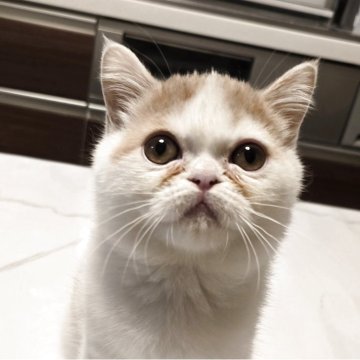 ミヌエット(長足)【和歌山県・男の子・2025年8月3日・レッド&ホワイト(ショート)】の写真「やんちゃ盛りで愛嬌たっぷりです。子猫販売価格傾向デ」