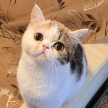 ミヌエット(長足)【和歌山県・女の子・2024年6月24日・キャリコ（ショート）】の写真「やんちゃ盛りで愛機あります。」