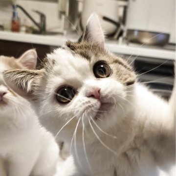 ミヌエット(長足)【和歌山県・男の子・2025年8月3日・ブラウンタビー&ホワイト（ショート）】の写真「やんちゃ盛りで愛嬌たっぷりです。」