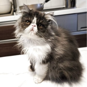 ミヌエット(長足)【和歌山県・女の子・2025年8月15日・ブラックスモーク&ホワイト（ロング）】の写真「モコモコフワフワのおっとりさんです。」