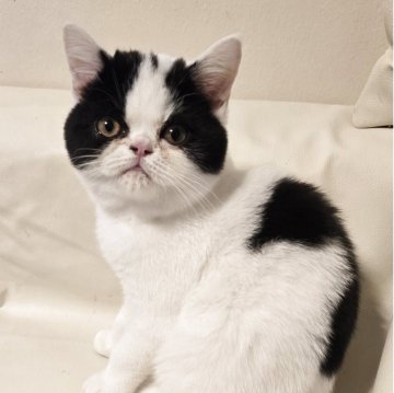 ミヌエット(長足)【和歌山県・女の子・2025年8月3日・ブラック&ホワイト（ショート）】の写真「ペチャ顔のやんちゃさんです。」