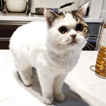 ミヌエット(長足)【和歌山県・男の子・2025年8月3日・ブラウンタビー&ホワイト（ショート）】の写真「やんちゃ盛りで愛嬌たっぷりです。」