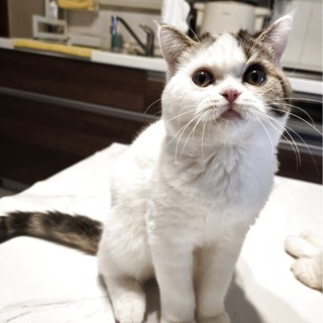 ミヌエット(長足)【和歌山県・男の子・2025年8月3日・ブラウンタビー&ホワイト（ショート）】の写真「やんちゃ盛りで愛嬌たっぷりです。」