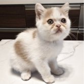 ミヌエット(長足)