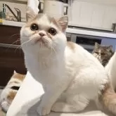 ミヌエット(長足)