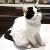 ミヌエット(長足)