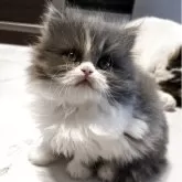 ミヌエット(長足)