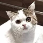 ミヌエット(長足)