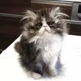 ミヌエット(長足)