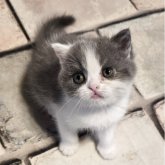 ミヌエット(長足)