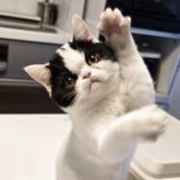 ミヌエット(長足)