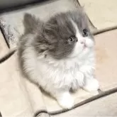 ミヌエット(長足)【和歌山県・女の子・2025年10月15日・ブルーアンドホワイト】の写真2