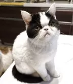 ミヌエット(長足)【和歌山県・女の子・2025年8月3日・ブラック&ホワイト】の写真3