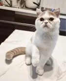 ミヌエット(長足)【和歌山県・男の子・2025年8月3日・レッド&ホワイト】の写真5