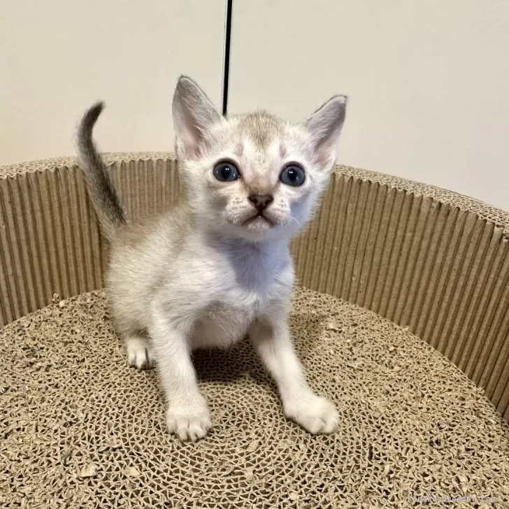 ID：2411-02639の子猫