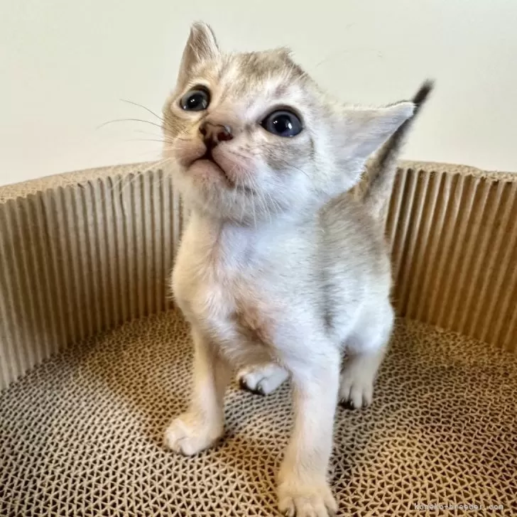ID：2406-00312の子猫