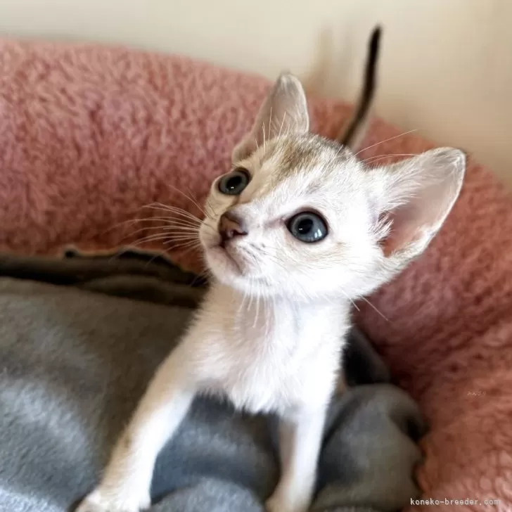 ID：2506-02314の子猫