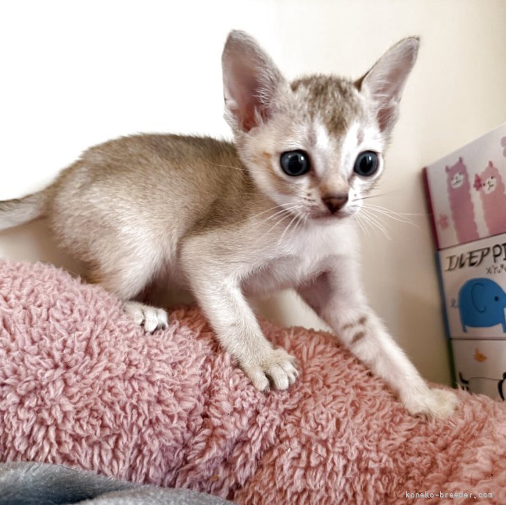 修正作品　プカプカ猫 修正作品 プカプカ猫 karafura_mg-k1011-3pout