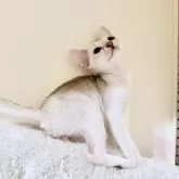 シンガプーラ