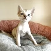 シンガプーラ