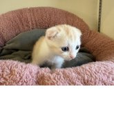 フォールデックス