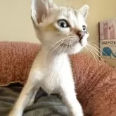 シンガプーラ