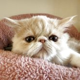 エキゾチックショートヘア