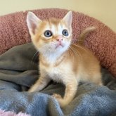 フォールデックス