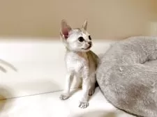 シンガプーラ【岐阜県・女の子・2025年8月20日・セピアアグーティ】の写真4