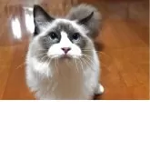 ラグドール【兵庫県・男の子・2025年4月27日・シールポイントバイカラー】の写真10「愛嬌抜群💓」