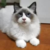 ラグドール【兵庫県・男の子・2025年4月27日・シールポイントバイカラー】の写真11「甘えん坊です！」
