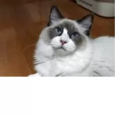 ラグドール【兵庫県・男の子・2025年4月27日・シールポイントバイカラー】の写真13「くつろぎTime💫」