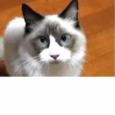 ラグドール【兵庫県・男の子・2025年4月27日・シールポイントバイカラー】の写真14「真剣に見つめているのは猫じゃらし🤣」