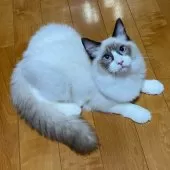 ラグドール【兵庫県・男の子・2025年4月27日・シールポイントバイカラー】の写真6「イケメン✨」