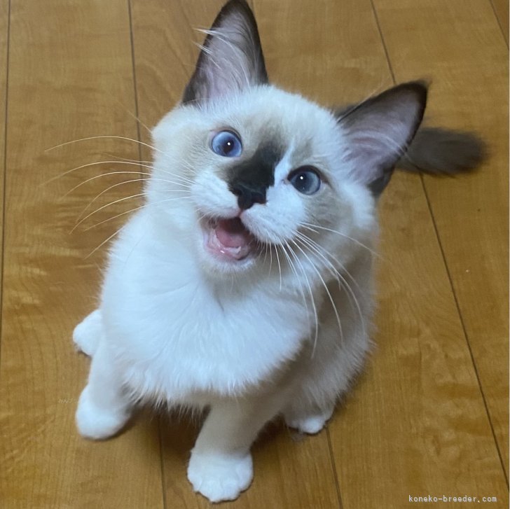 ブリーダー画像