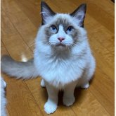ラグドール