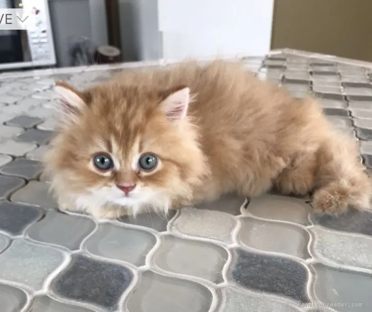 ID:2205-01597の子猫