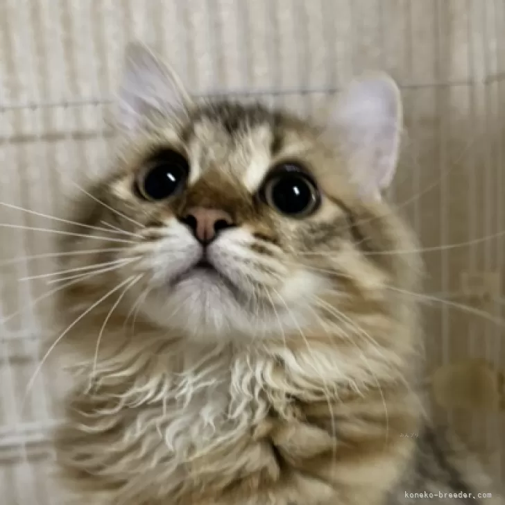 かずみ 様のお迎えした子猫
