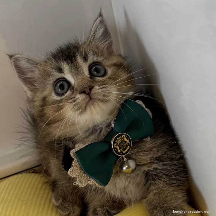 ID：2406-03174の子猫