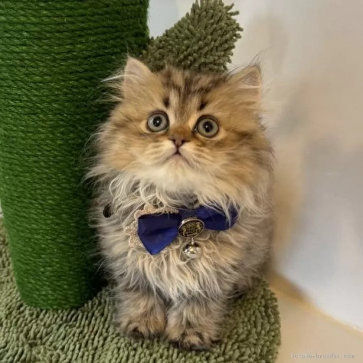 ID：2401-01645の子猫