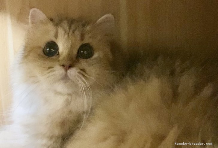 ミヌエット【・女の子・2022年3月14日・ブラウンパッチドタビー】