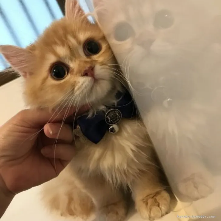 ID:2306-00870の子猫